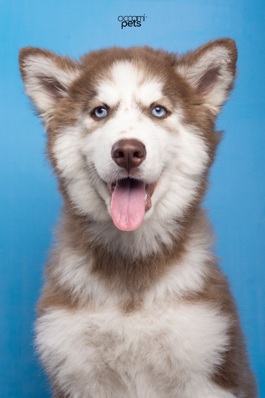 Homero el Husky, inspiración de la marca de collares